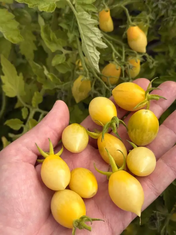 Tomaten: Barry