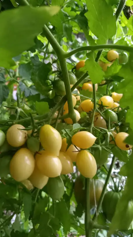 Tomaten: Barry