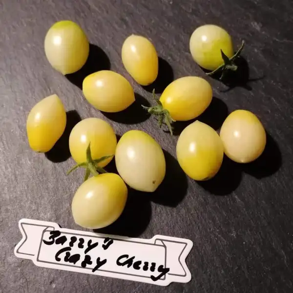 Tomaten: Barry