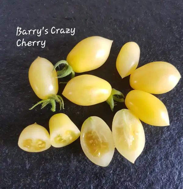 Tomaten: Barry