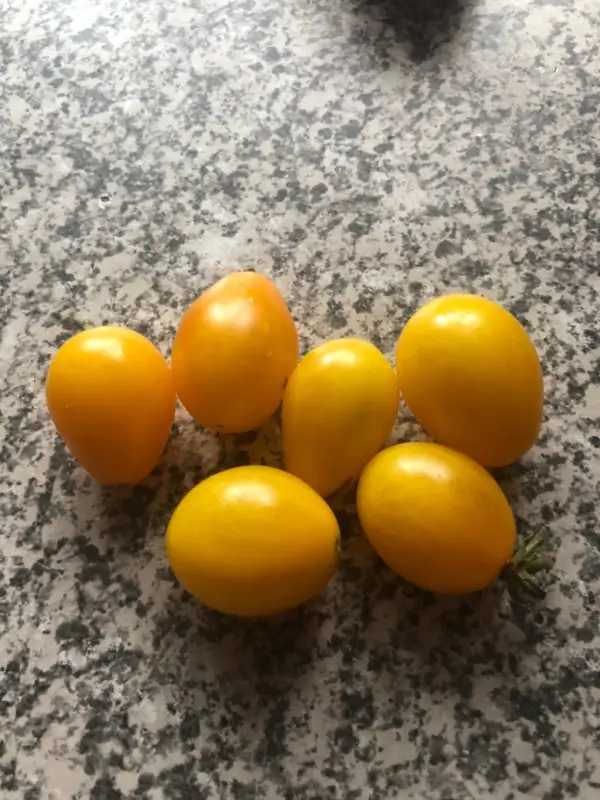 Tomaten: Barry