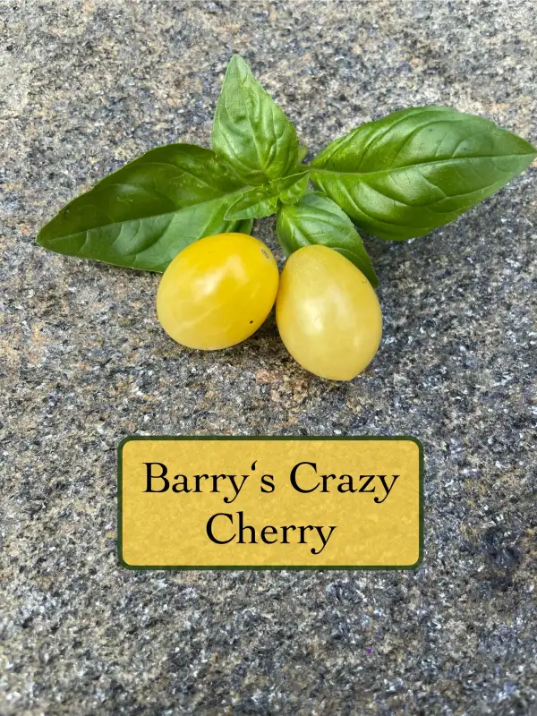 Tomaten: Barry‘s Crazy Cherry
