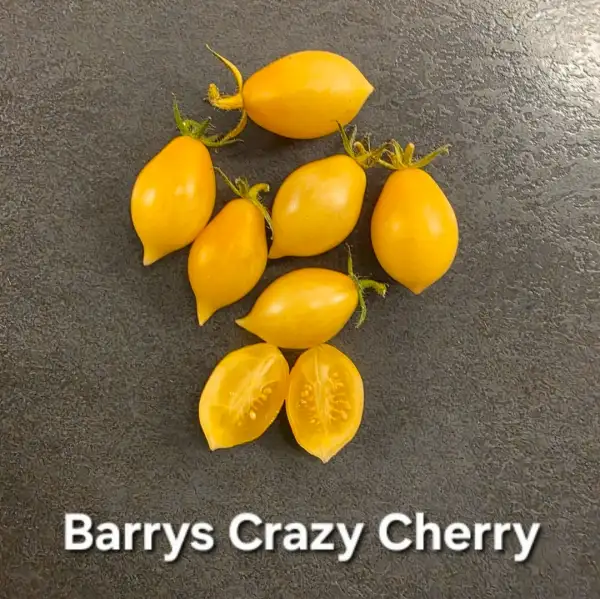 Tomaten: Barry