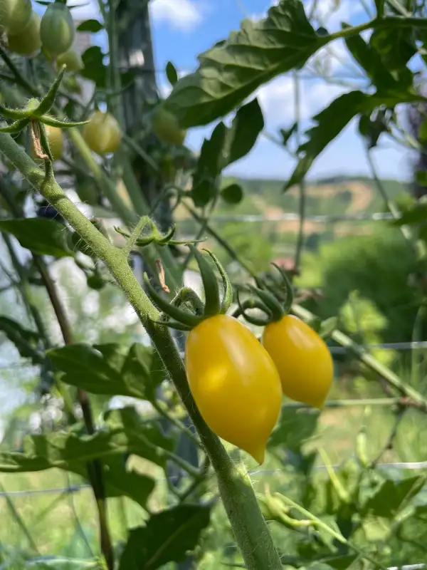 Tomaten: Barry