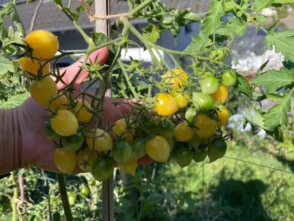 Tomaten: Barry