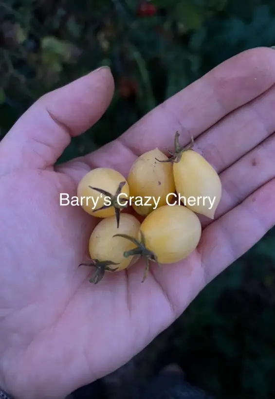 Tomaten: Barry‘s Crazy Cherry