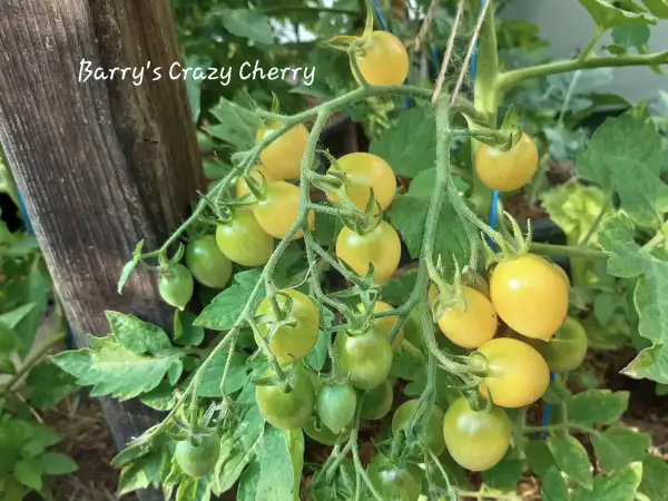 Tomaten: Barry´s Crazy Cherry