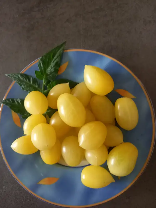Tomaten: Barrys Crazy Cherry