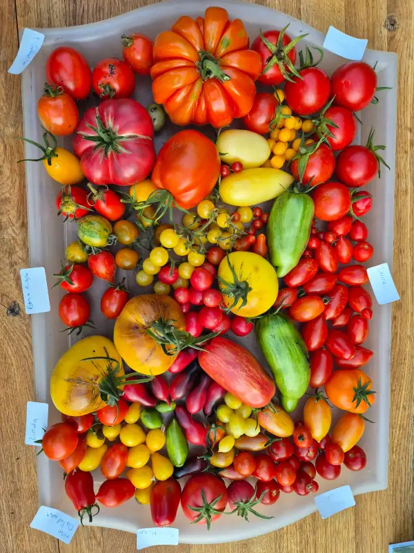 Tomaten: Barrys Crazy Cherry