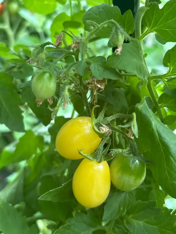 Tomaten: Barrys Crazy Cherry