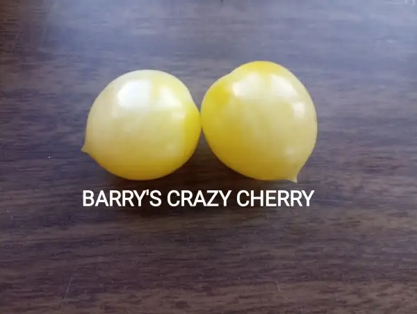 Tomaten: Barrys Crazy Cherry