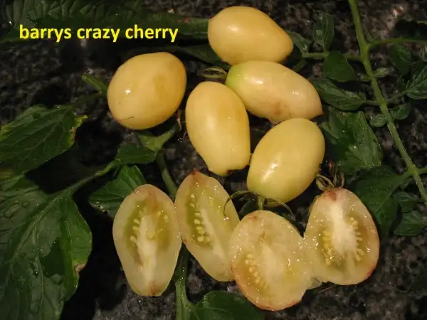 Tomaten: Barrys Crazy Cherry