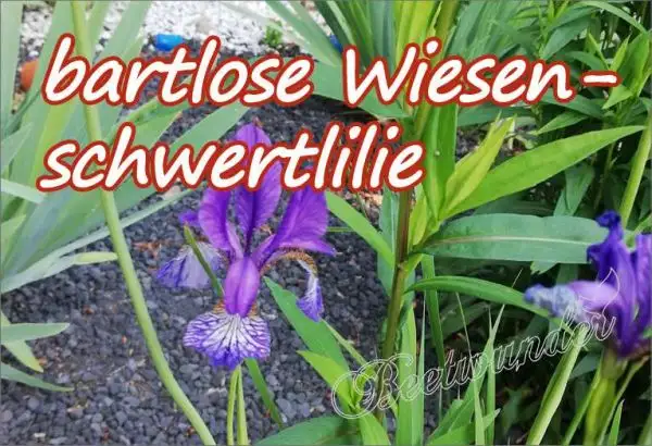 Blumen: Bartlose Wiesenschwertlilie