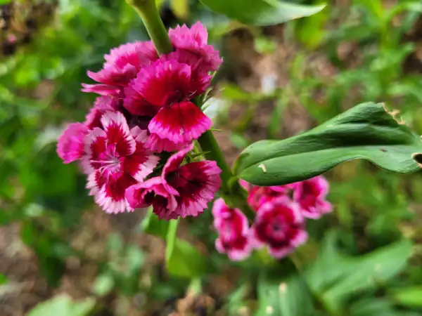 Blumen: Bartnelke