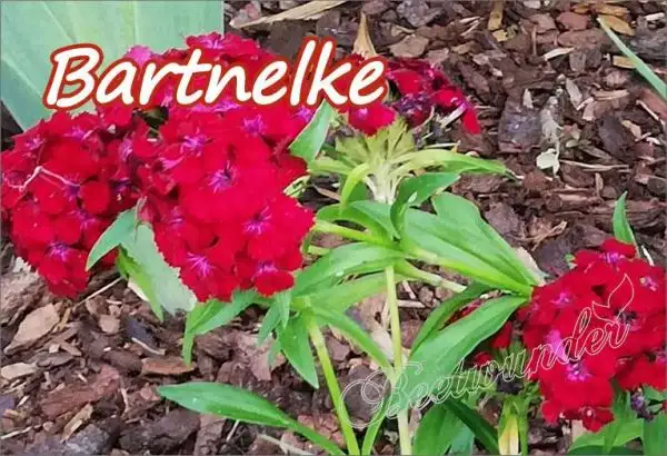 Blumen: Bartnelke