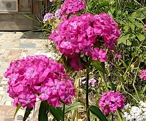 Blumen: Bartnelke purpur, weiß & rosa, bis 60cm hoch, mehrjährig