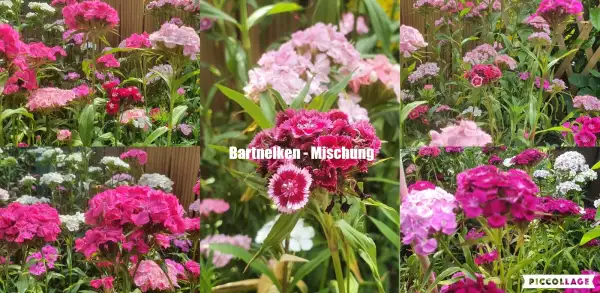 Blumen: Bartnelken - Mischung