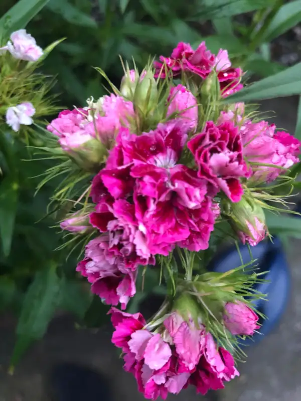 Blumen: Bartnelken