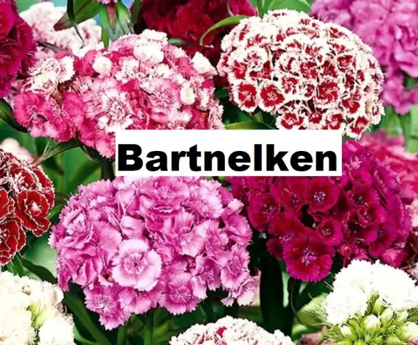 Blumen: Bartnelken, bunte Mischung (mindestens 70 Stück)