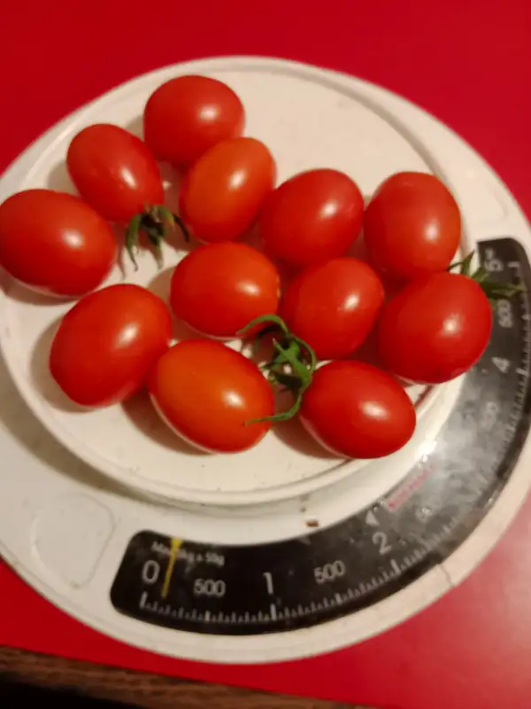 Tomaten: Baselbieter Röteli