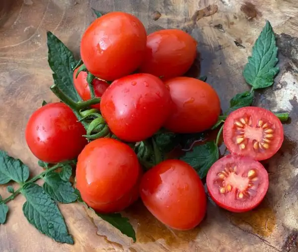 Tomaten: Baselbieter Röteli