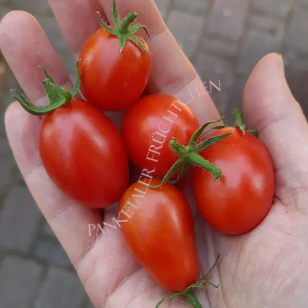 Tomaten: Baselbieter Röteli