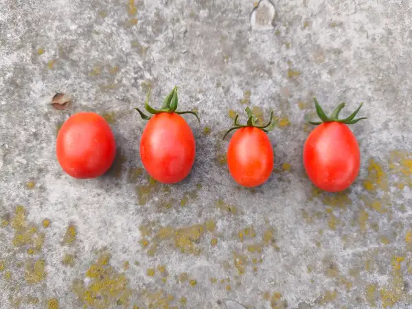 Tomaten: Baselbieter Rötelie