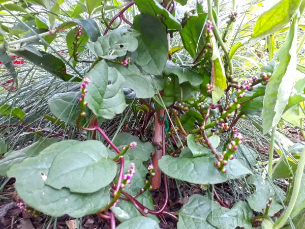 andere Gemüse: Basella alba var. rubra ‣ ‣ ‣ Malabar-Spinat ‣ ‣ Red Vine Spinach