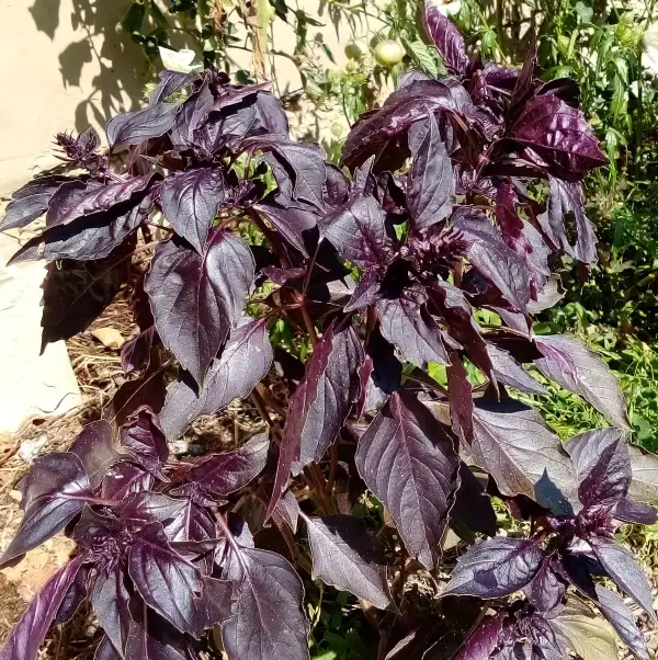 Kräuter: Basilikum als dunkelroter Strauch, optisch sehr hübsch mit rosa Blüten