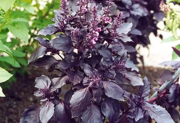 Kräuter: Basilikum Dark Opal