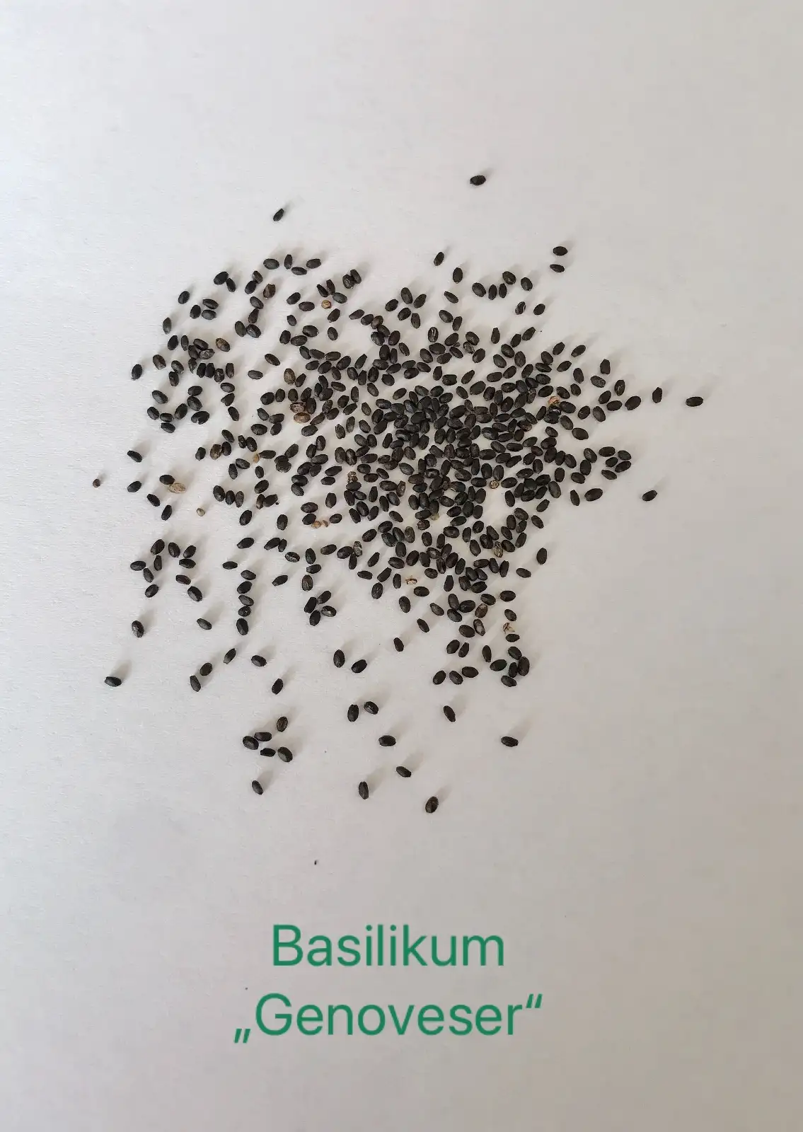 Kräuter: Basilikum „Genoveser“