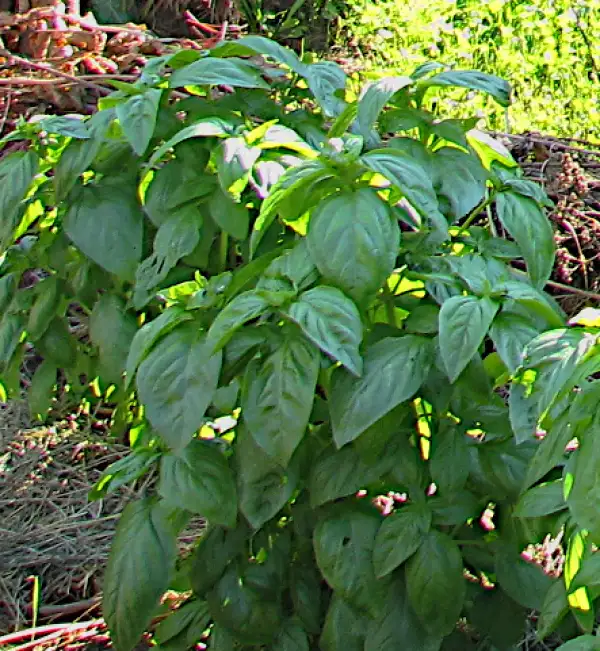 Kräuter: Basilikum, grüne Variante, hervorragend zu Tomatengerichten, Pizza und Saucen