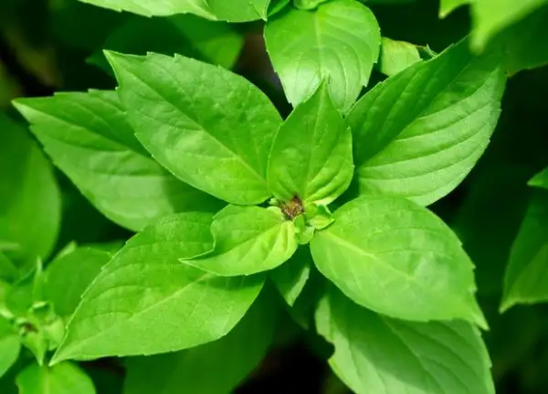 Kräuter: Basilikum Lemon