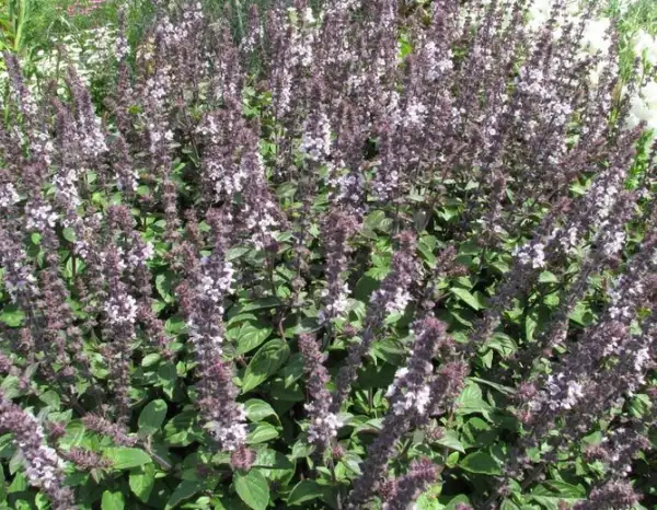 Kräuter: Basilikum Siam Queen