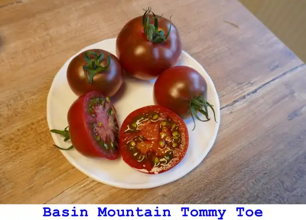 Tomaten: Basin Mountain Tommy Toe