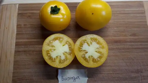 Tomaten: Basinga