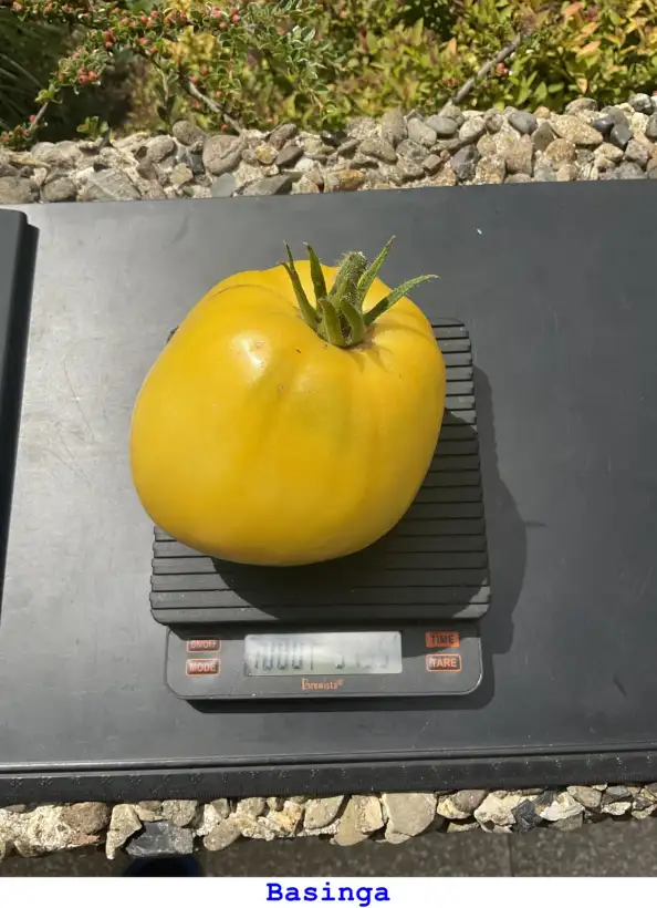 Tomaten: Basinga