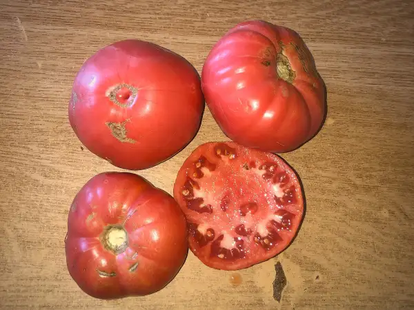 Tomaten: BASKIRISCHES ROTKEHLCHEN