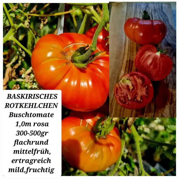 Tomaten: BASKIRISCHES ROTKEHLCHEN