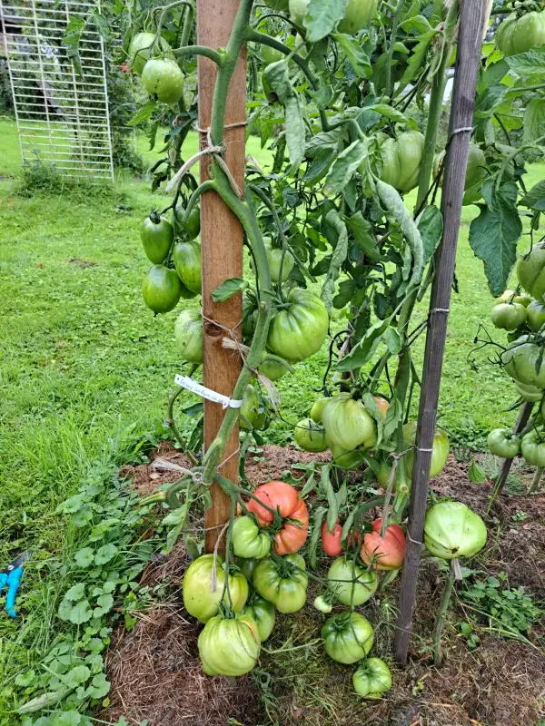 Tomaten: Batjanja