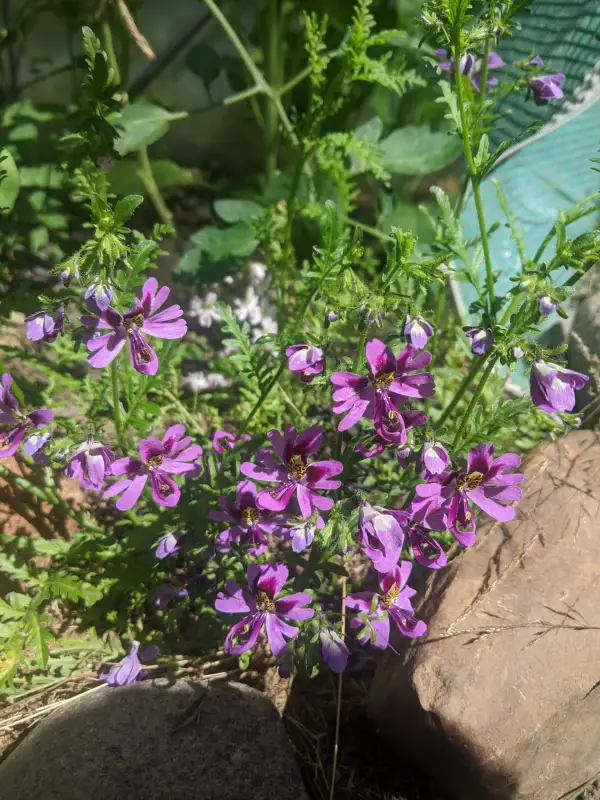 Blumen: Bauernorchideen Mix