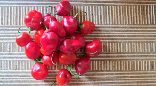 Chili / Paprika: Baumchili - Rocoto red