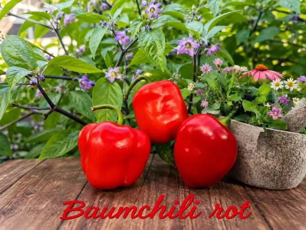 Chili: Baumchili rot