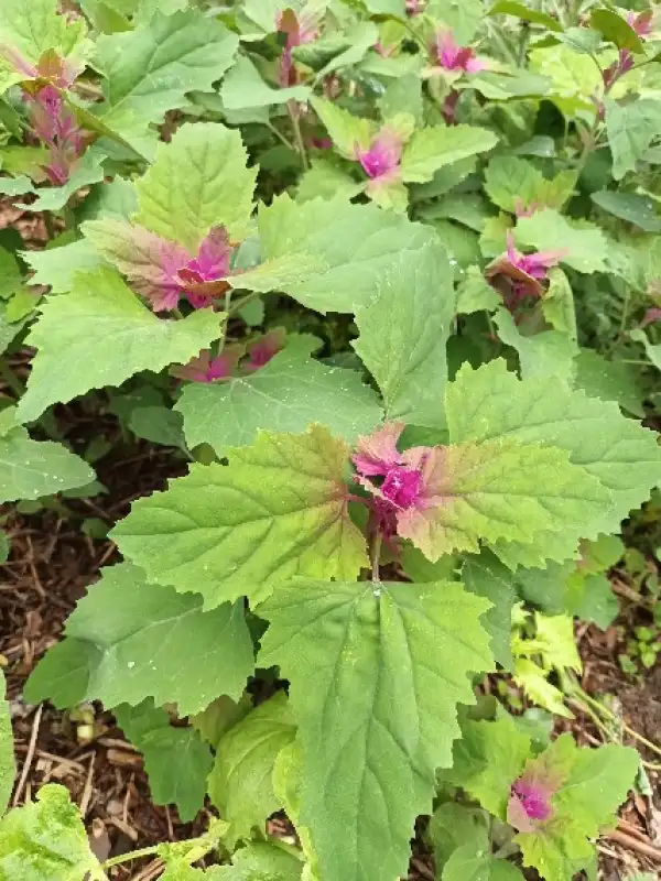 andere Gemüse: Baumspinat "Magenta Spreen"
