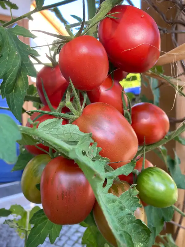 Tomaten: Baumtomaten rot