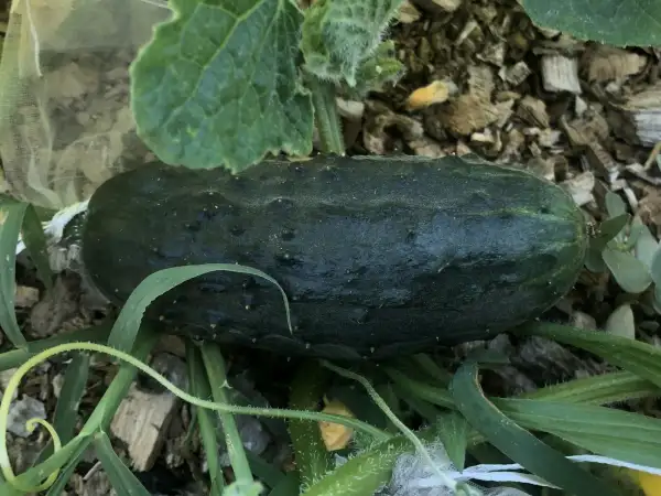 Gurken: Bautzener Kastengurke