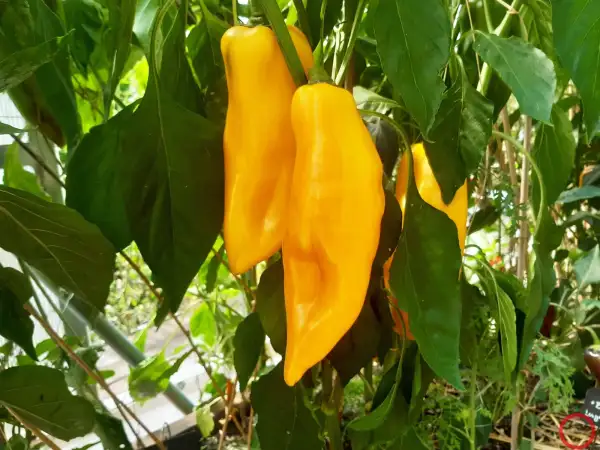 Paprika: Bavarian Jumbo