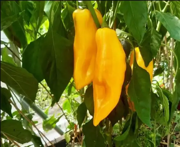 Paprika: Bavarian Jumbo