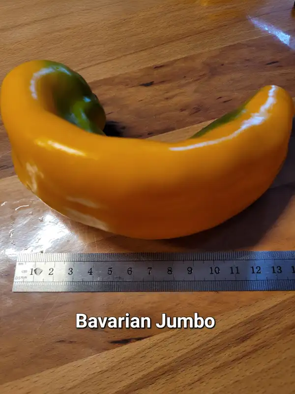 Chili / Paprika: Bavarian Jumbo	Spitzpaprika	200cm	rot