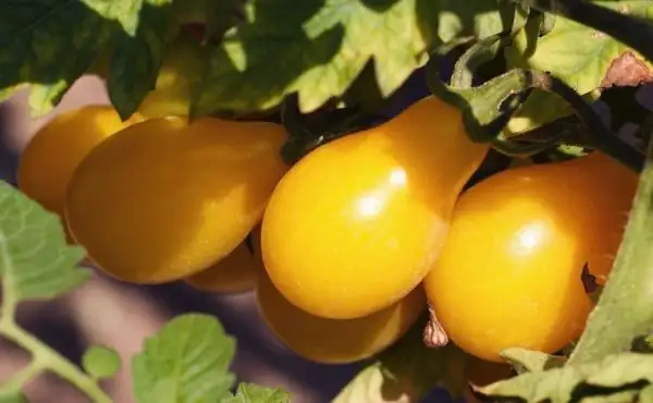 Tomaten: Beams Yellow Pear